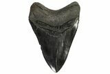 Serrated, Fossil Megalodon Tooth - Heavy Tooth #138997-2